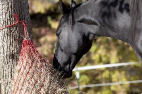 nourrir son cheval foin a volonté hautes alpes moleskine