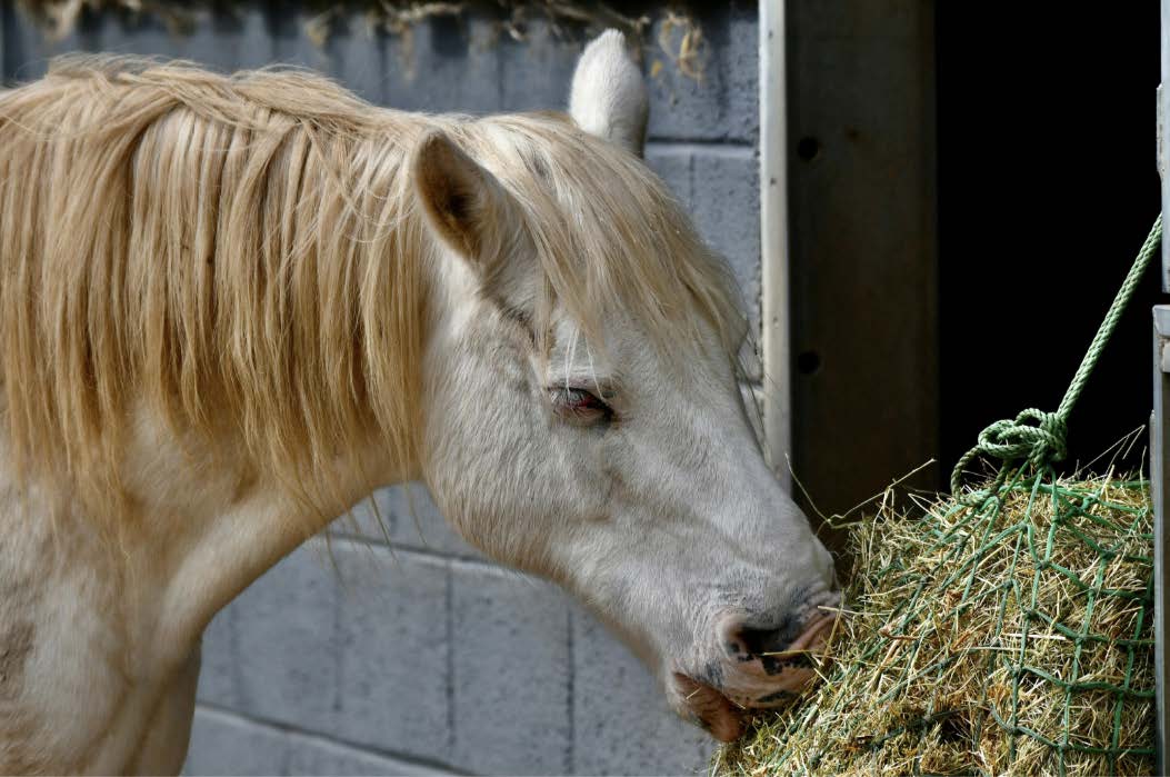 comment nourrir son cheval au box