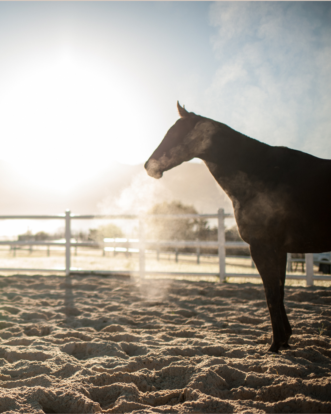 Post 1 (3) comment nourrir son cheval au box