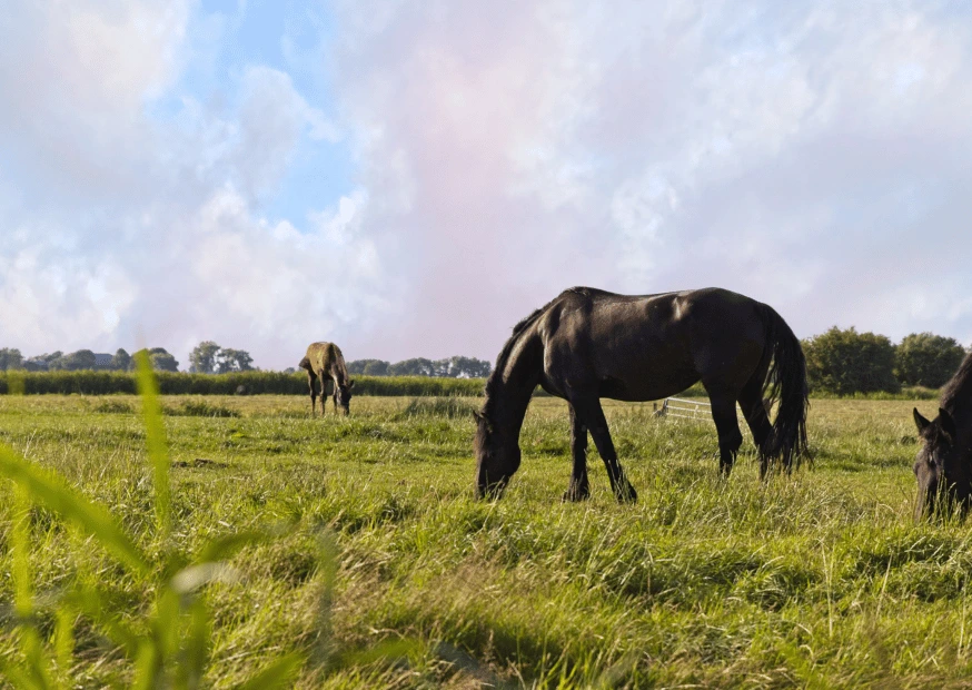 Dominance folliculaire, œstrogènes, progestérone : comprendre vraiment le cycle de la jument