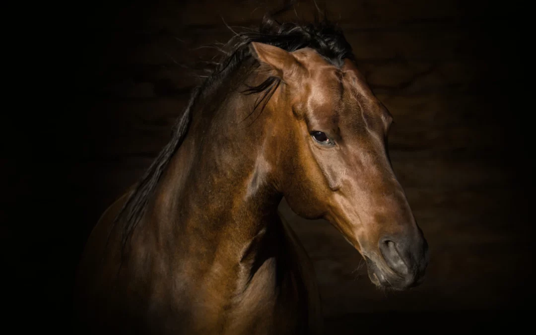 Jument ovarienne : protocole complet pour soulager les douleurs et stabiliser le comportement
